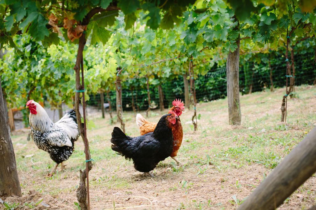 Agriturismo Mareli Villa Camaiore Eksteriør billede